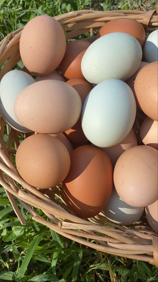Ovos de galinha