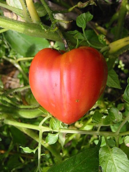 Tomate Coração de Boi