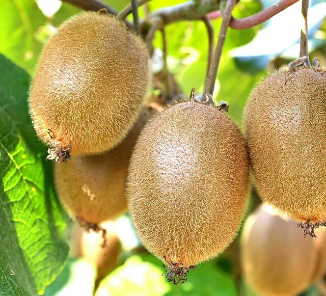 Kiwi