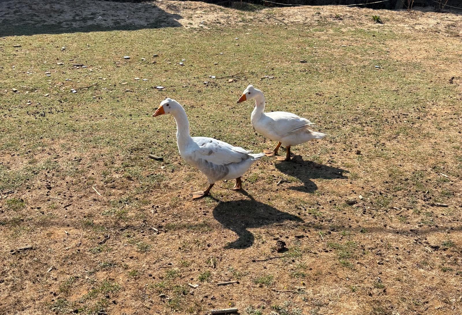 Quando a Natureza nos chamou (4/7)